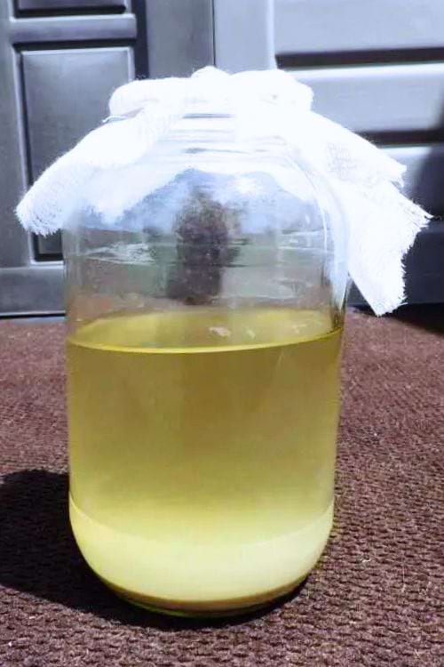 Un bocal avec de l'alcool et de la mère de vinaigre, couvert d'une étamine.