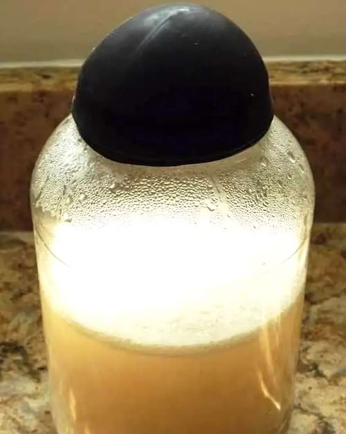 Un ballon sur un bocal qui gonfle à cause de la fermentation.