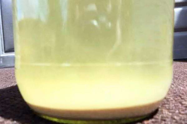 La mère de vinaigre au fond d'un bocal de vinaigre blanc fait maison.