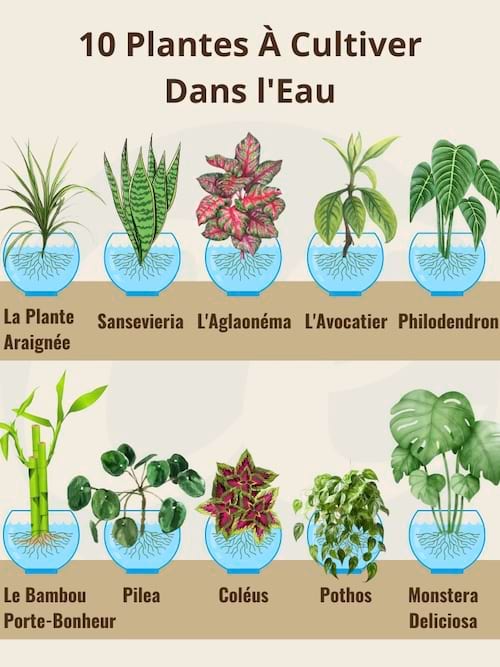 différent type de plantes à cultiver dans l'eau