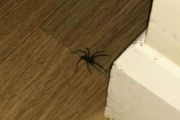 Araignée sur un sol en bois près d'un mur.