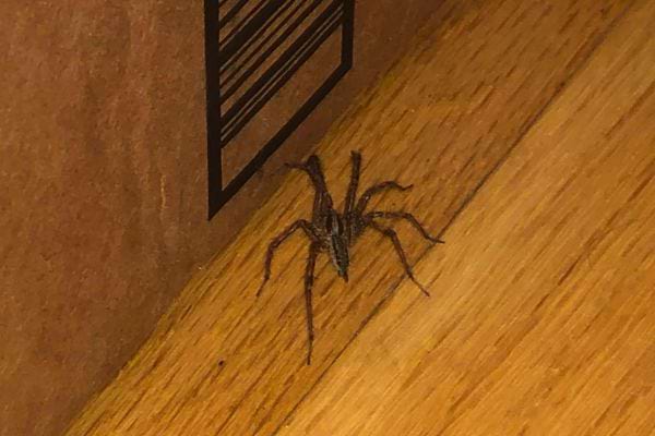 Araignée se tenant sur un cadre de porte blanc.