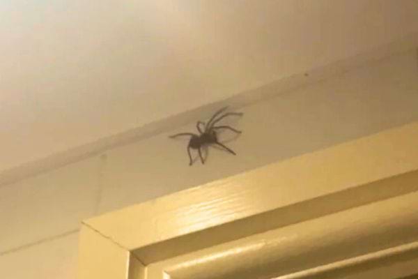 Araignée dans un coin entre le mur et le sol.