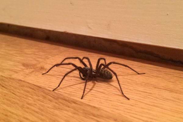 Araignée près d'une prise électrique sur un mur en bois.