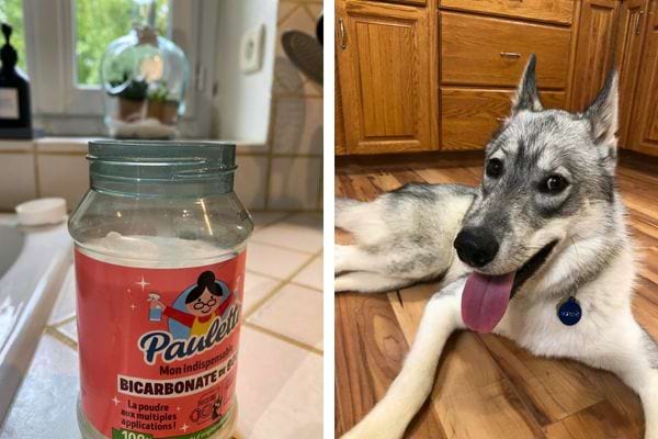 Bicarbonate sur un comptoir avec un chien en arrière-plan.