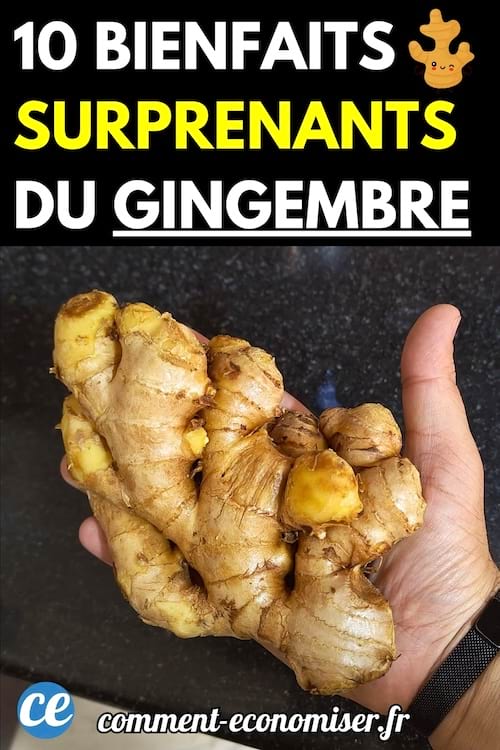 Main tenant une grosse racine de gingembre.