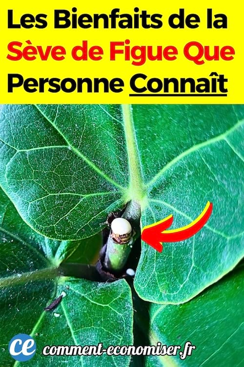 De la sève de figue aussi appelé lait de figue