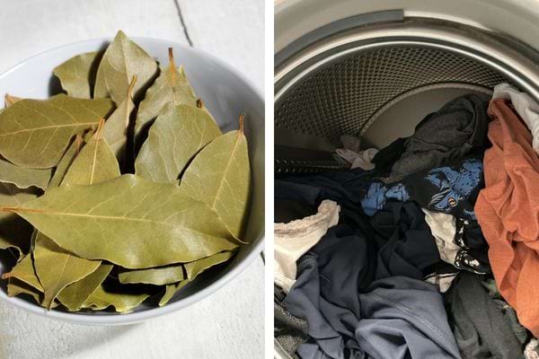 Bol blanc rempli de feuilles de laurier sèches.