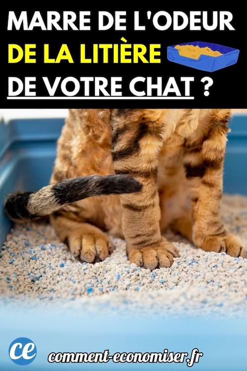 Un chat beige dans sa litière