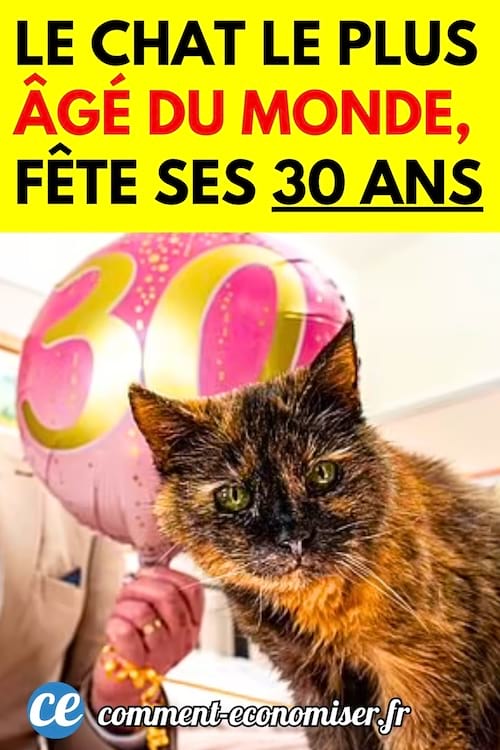 Le chat le plus vieux du monde qui fête ses 30 ans