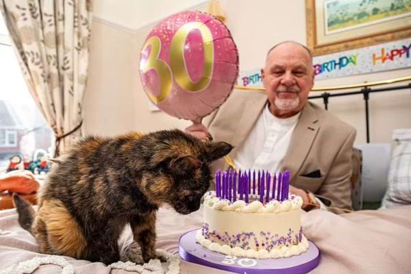 Enfin, le chat sniffe le gâteau d'anniversaire que l'homme présente.