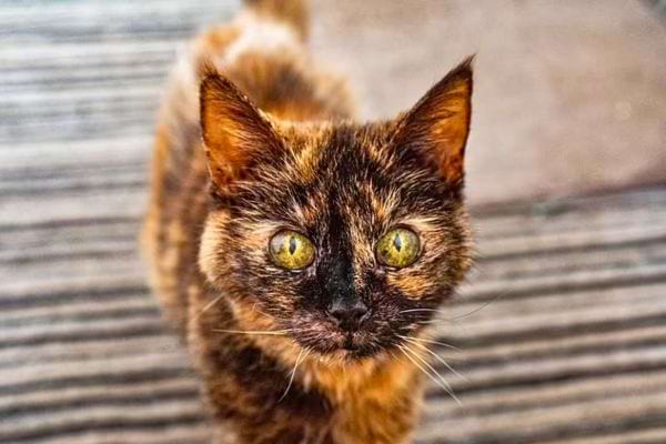 Un chat tricolore aux yeux pénétrants regarde la caméra.