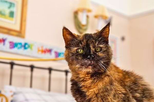 Le chat tricolore est assis, observant attentivement.