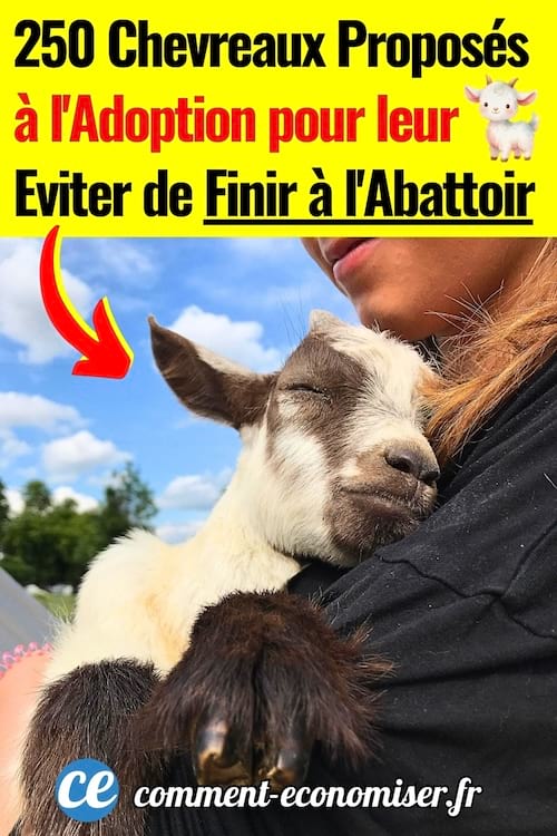 Chevreaux à adopter pour éviter l'abattoir