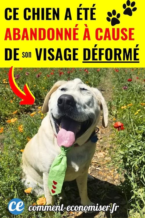 Chien avec un visage déformé dans l'herbe avec des fleurs