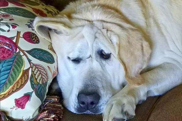 Un chien repose sur un canapé à côté d'un coussin coloré.