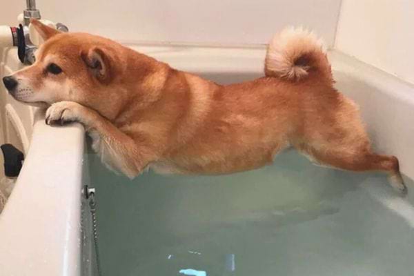 Chien dans une baignoire remplie d'eau.