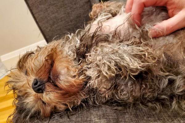 Chien frisé dormant, caressé par une main humaine.