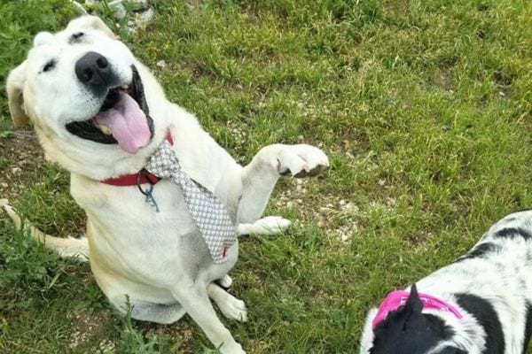 Chien assis dans l'herbe, souriant avec une cravate, un autre chien en arrière-plan.