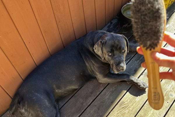 Chien noir regardant une brosse tenue par une main.