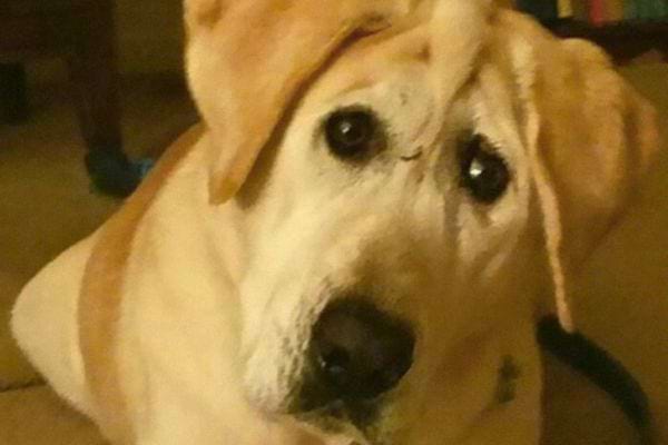 Chien assis, levant les yeux vers la caméra, air mélancolique.