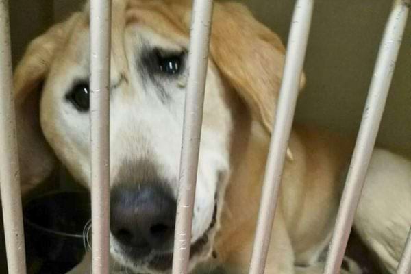 Chien derrière des barreaux métalliques, regardant tristement.