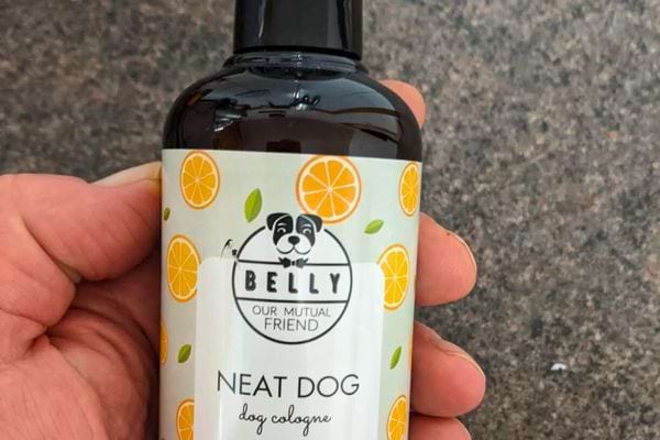 Chien noir regardant une brosse tenue par une main.