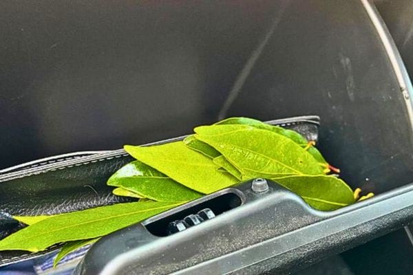 Feuilles de laurier vertes dans une boîte à gants de voiture.