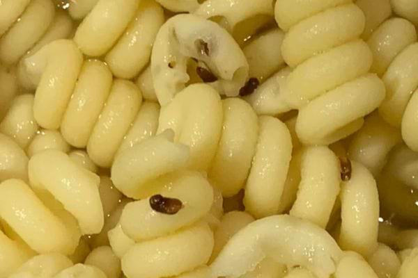 Gnocchis dans de l'eau avec des insectes flottants.