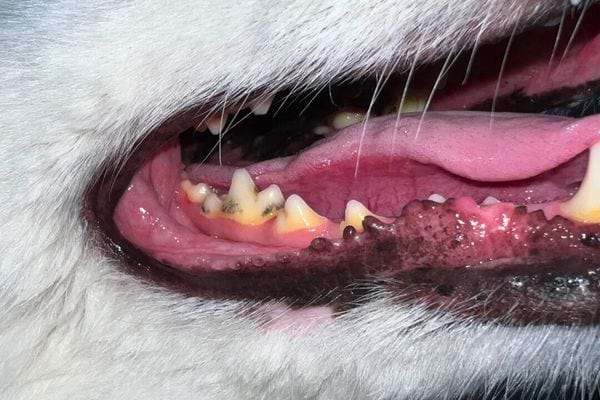 Gros plan de la gueule ouverte d'un chien montrant des dents jaunes.