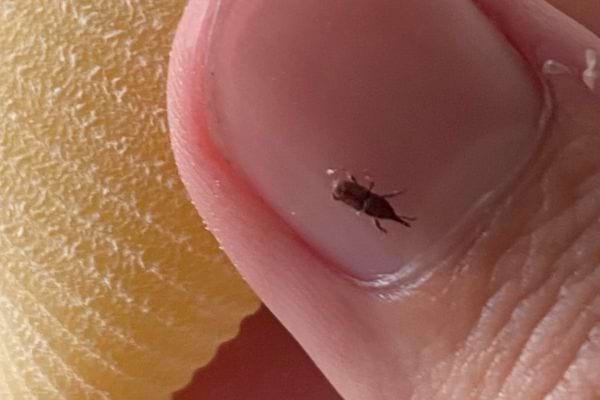 Insecte minuscule sur l'ongle d'un doigt humain.