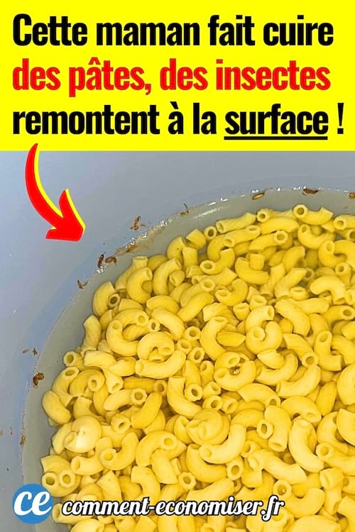 Des insectes dans les pâtes après les avoir fait cuire