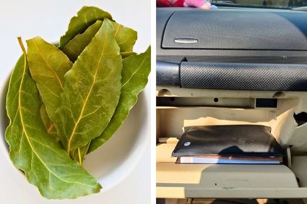 Feuilles de laurier fraîches dans un bol blanc sur une table.