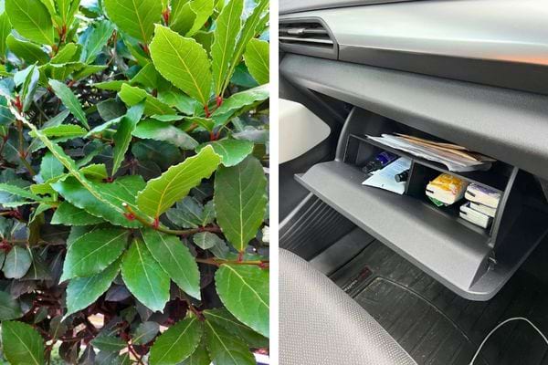 Arbuste de laurier avec feuilles vertes.