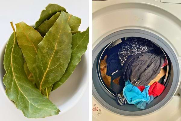 Main tenant une feuille de laurier verte devant une machine à laver.