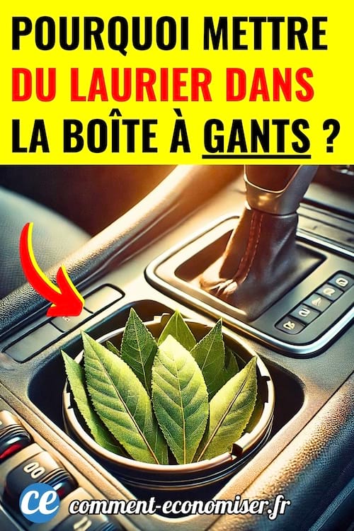Des feuilles de laurier dans la voiture pour désodoriser