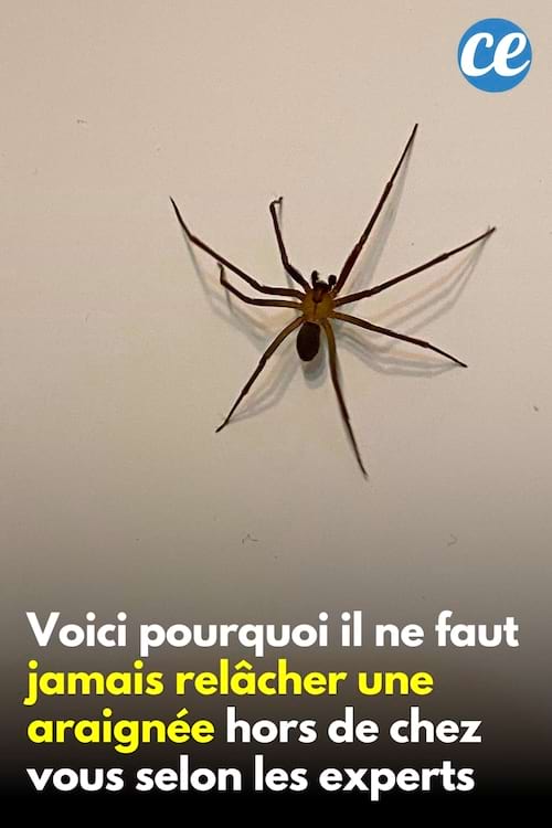 Une araignée sur le mur de la maison qu'il ne faut mettre dehors