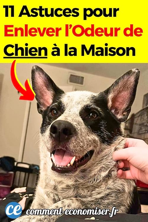 Un chien blanc et noir qui a des mauvaises odeurs à la maison