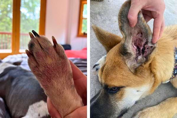 Une patte et d'une oreille de chien, montrant des soins.