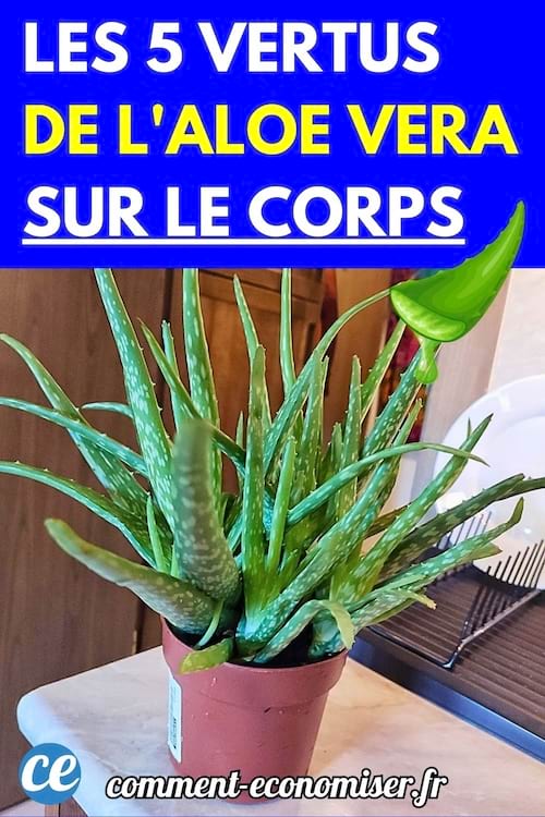 Plante Aloe Vera