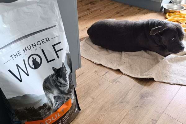 Sac de croquettes avec un chien couché à côté.