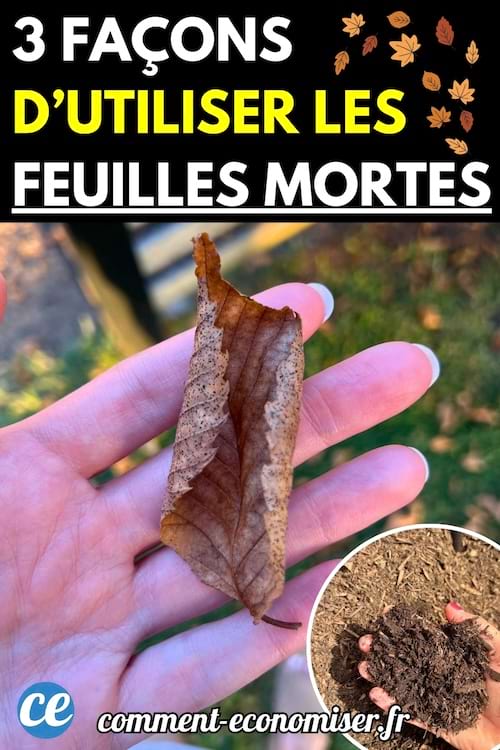 Une main tenant une feuille morte brunie.