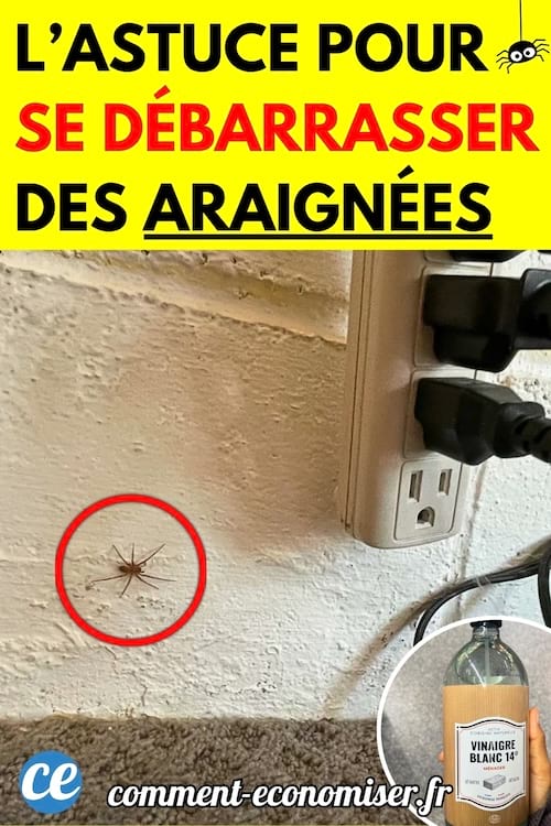 Une araignée sur un mur blanc à côté d’une prise électrique avec plusieurs câbles branchés.