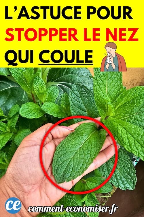 Une main tenant une feuille de menthe fraîche, au milieu d’un plant de menthe. 