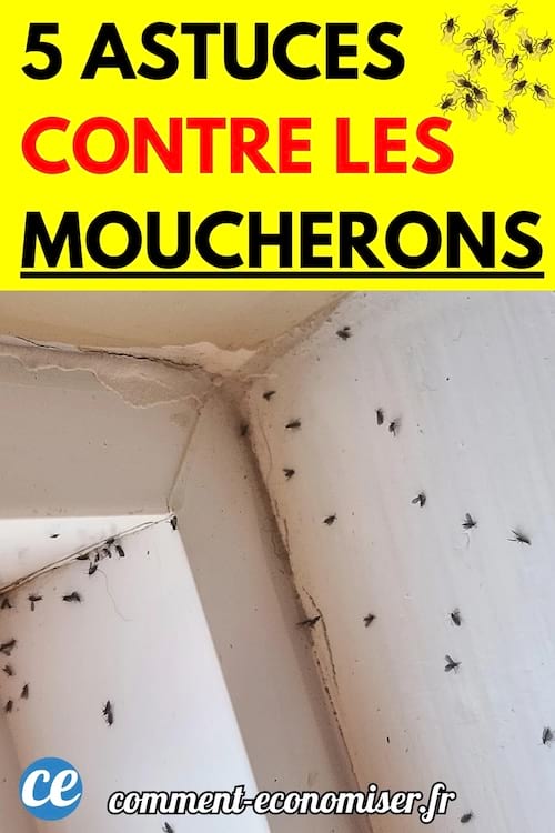 De nombreux moucherons rassemblés dans un angle de mur blanc.