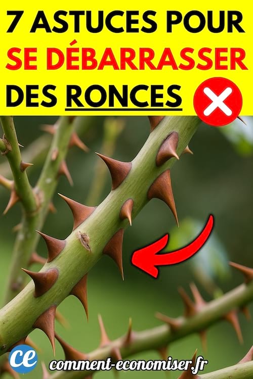 Tiges de ronces pleines d'épines.