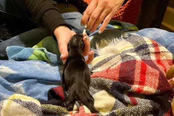 Un minuscule chiot noir est nourri au biberon sur une couverture colorée.