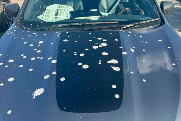 Capot de voiture couvert de fientes sèches.