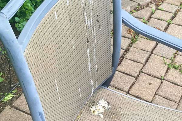 Chaise de jardin tachée de fientes.