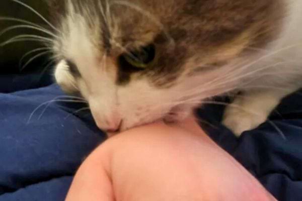 Chat blanc et gris mord doucement la main.